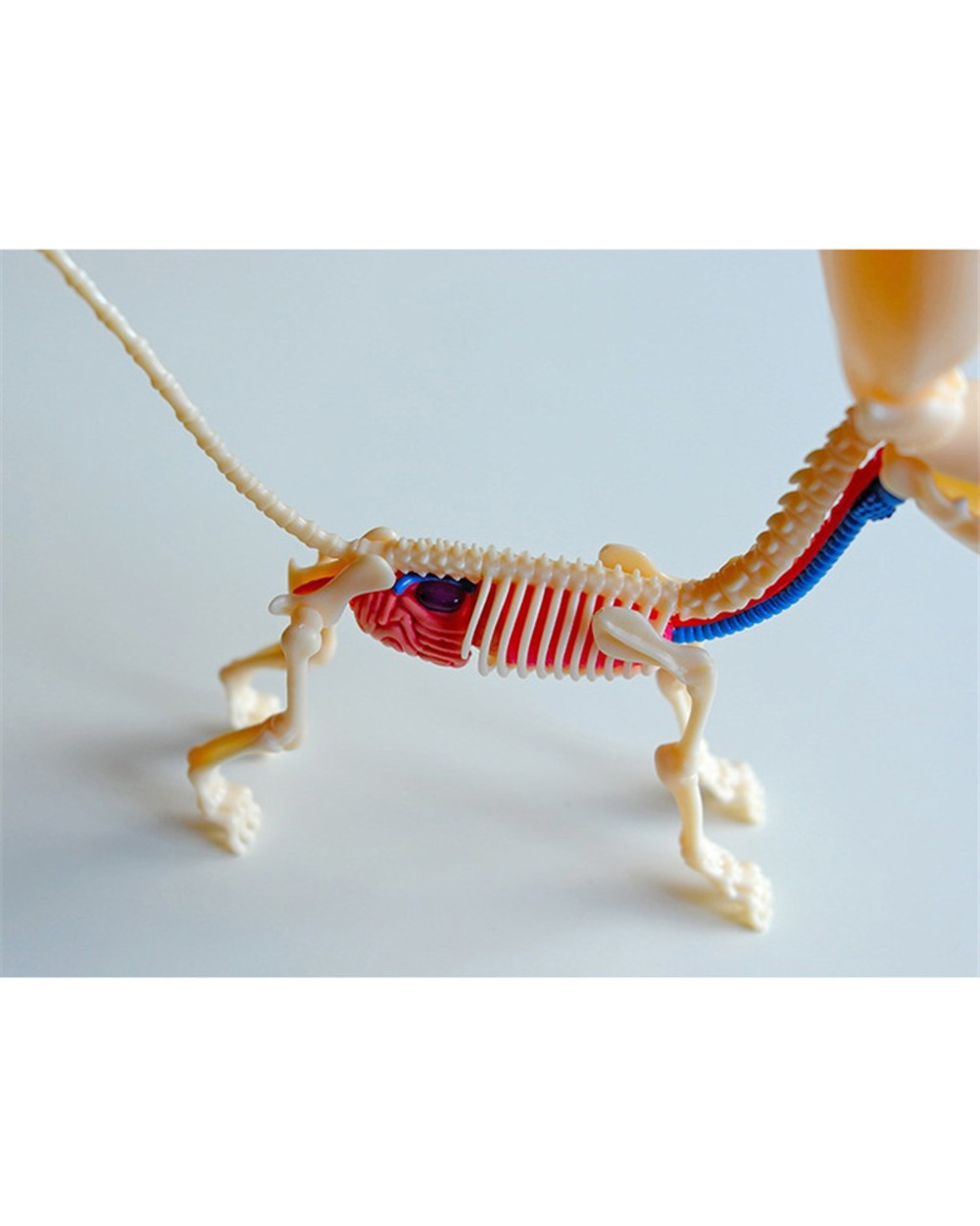 26parts 4d Big Balloon Dog Transparent Skeleton Model Veterinary Toy front-3