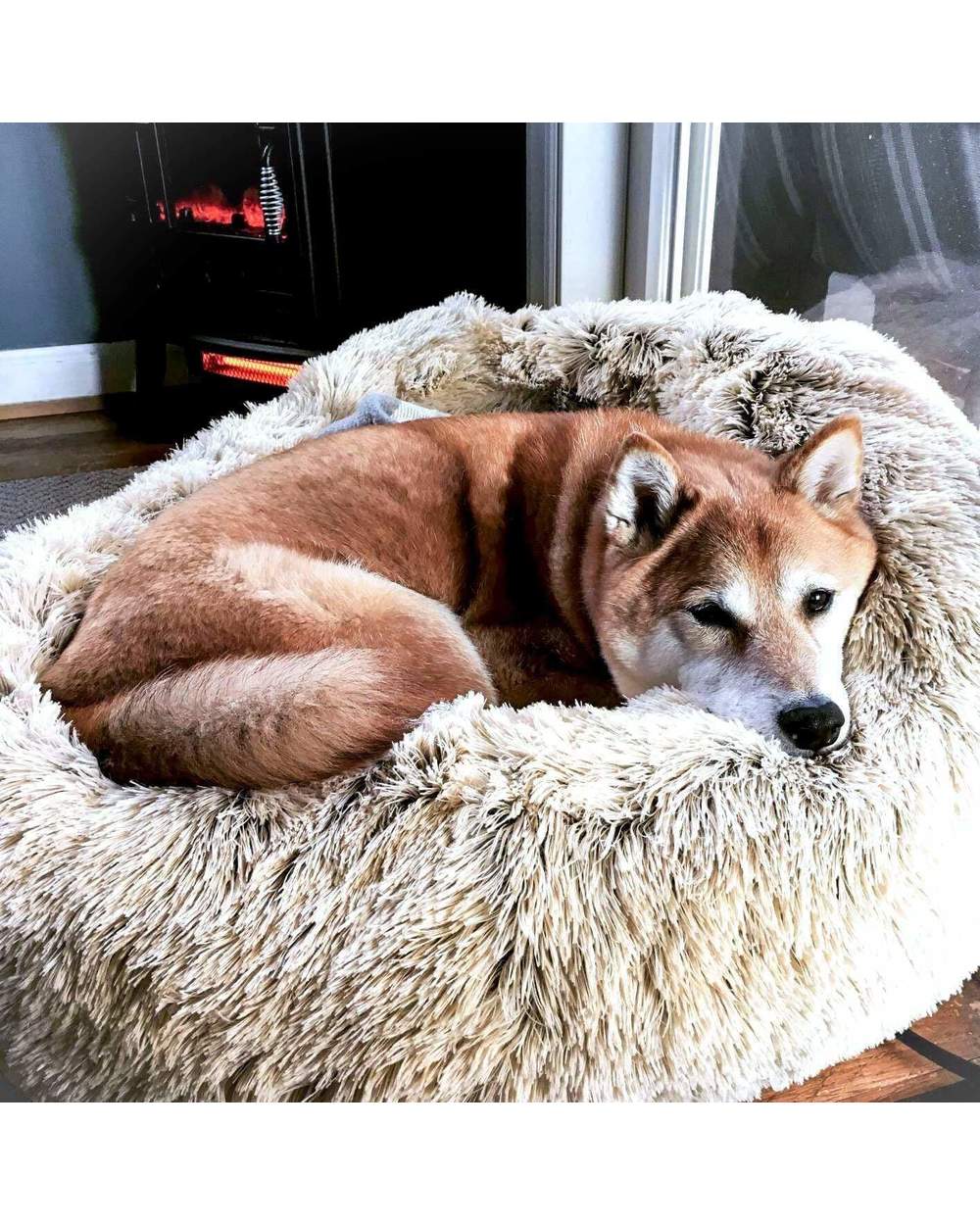 soothing bed dog