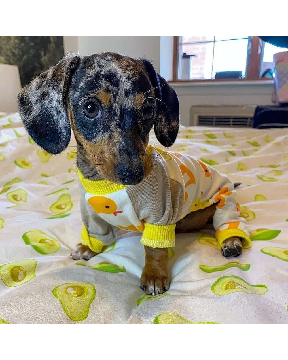 Doxie Dog Pajama front-4