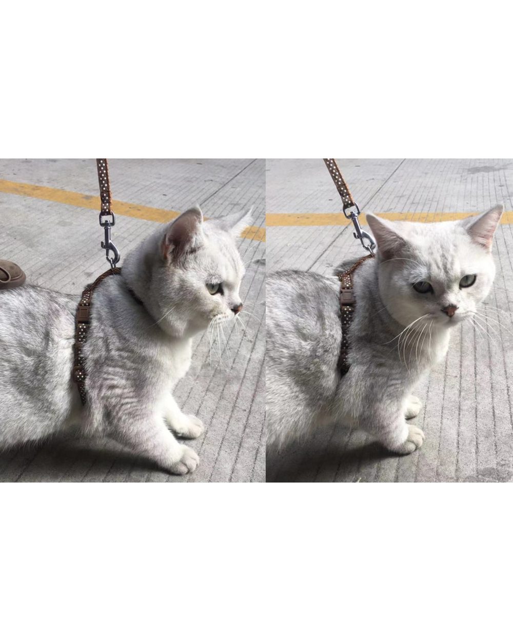 Cat Collar Harness Leash front-1