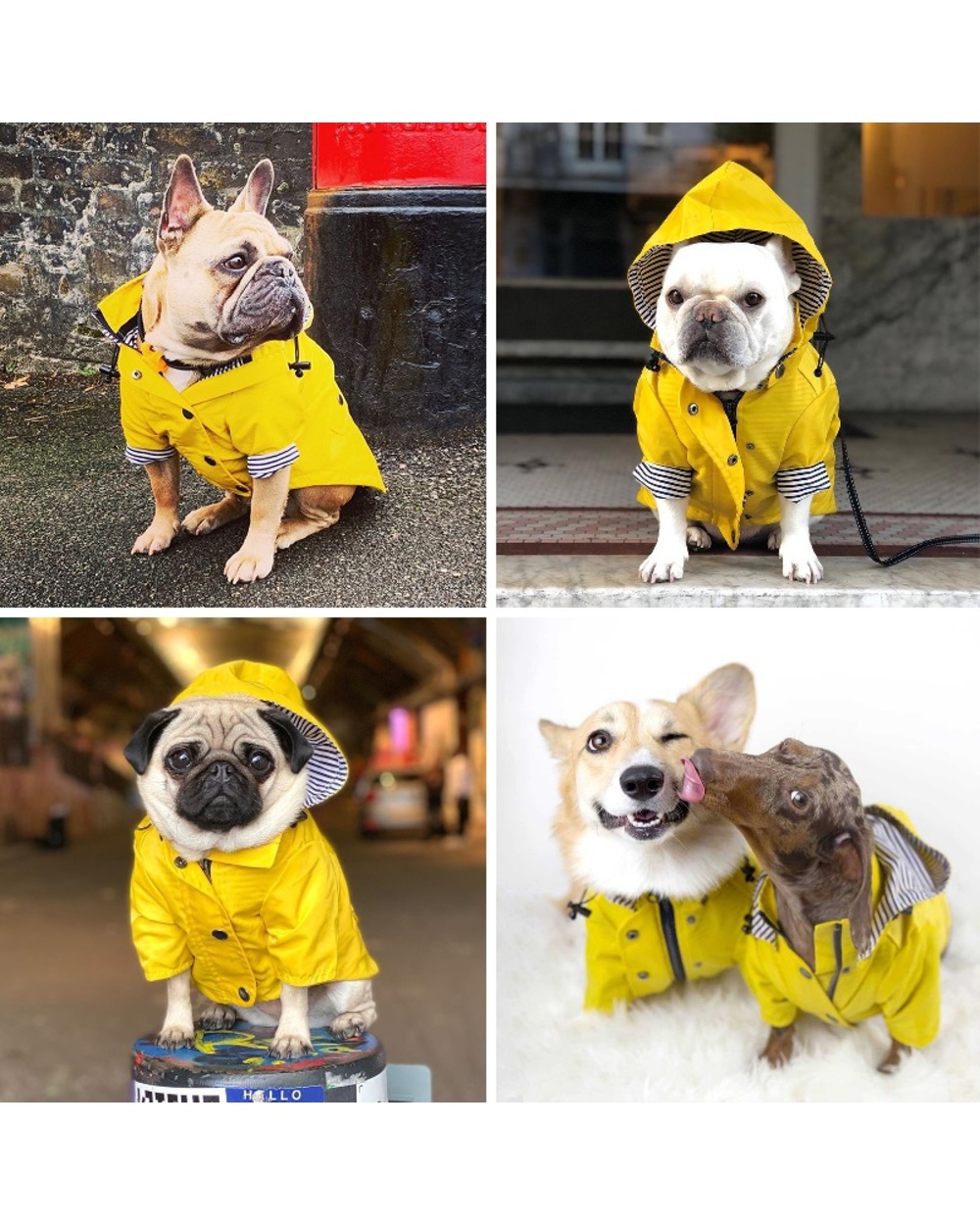Bulldog Raincoat Pet Dog Waterproof Coat Schnauzer Welsh Corgi Clothes Samoyed front-5
