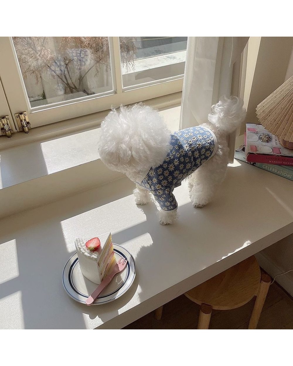 Autumn and winter new small daisy cardigan pet Teddy Bichon Pomeranian Schnauzer Yorkshire small dog dog clothes front-1