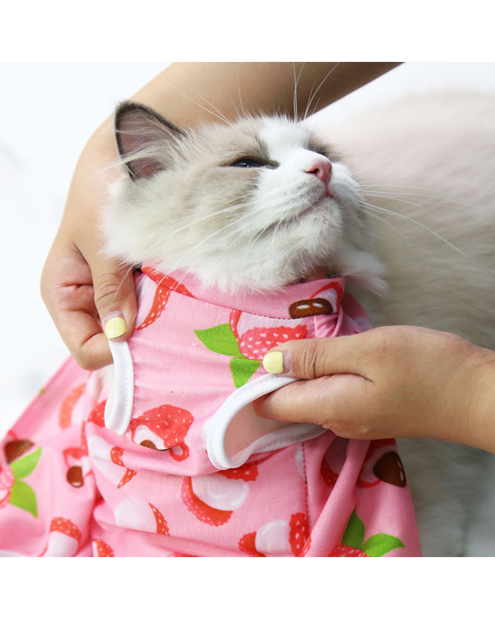 Ragdoll Cat Sterilization Suit Anti-licking Surgery Breathable Clothes Spring Summer Cat Clothing front-3