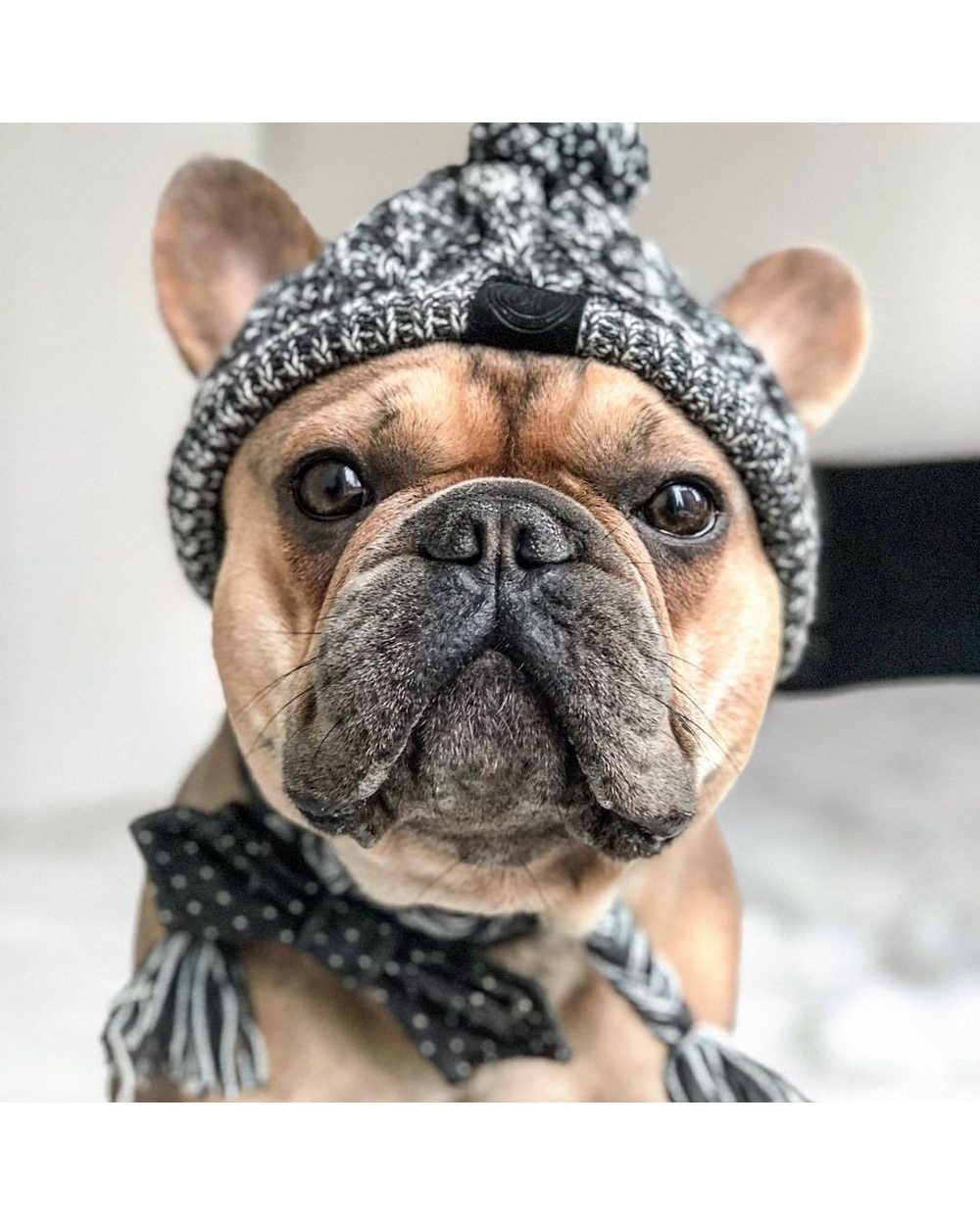 Wool Knitted Dogs Hat Bulldog Puppy Cat front-2