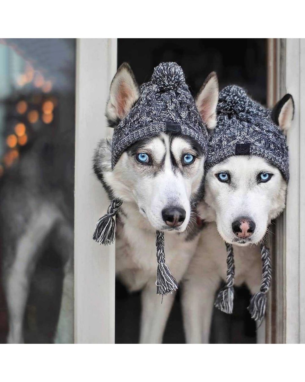 Winter Warm Dog Hats Windproof Knitting French Bulldog Hat for Dogs l Puppy Accessories Pet Hat front-4