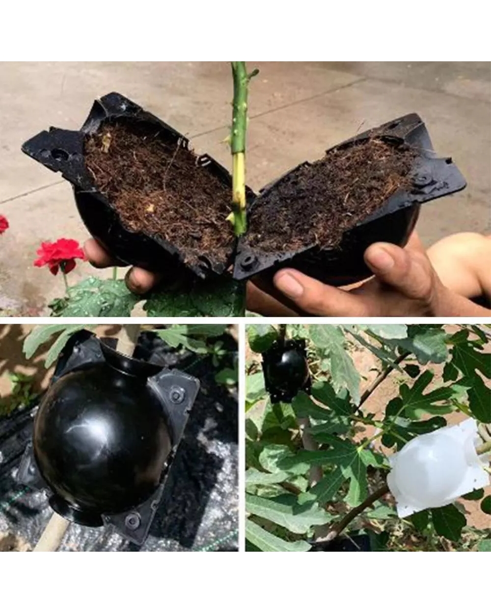 5Pcs(5/8/12Cm) Plant Rooting Ball Grafting Rooting Growing Box Breeding Case Plant Root Growing Box For Garden 5/8Cm In front-0