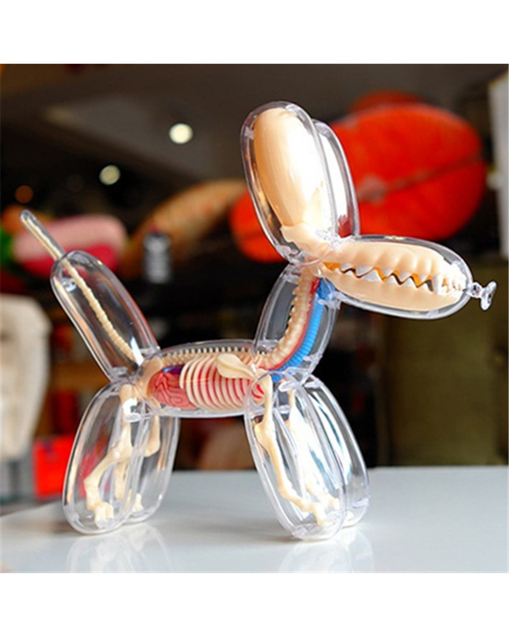 26parts 4d Big Balloon Dog Transparent Skeleton Model Veterinary Toy front-0