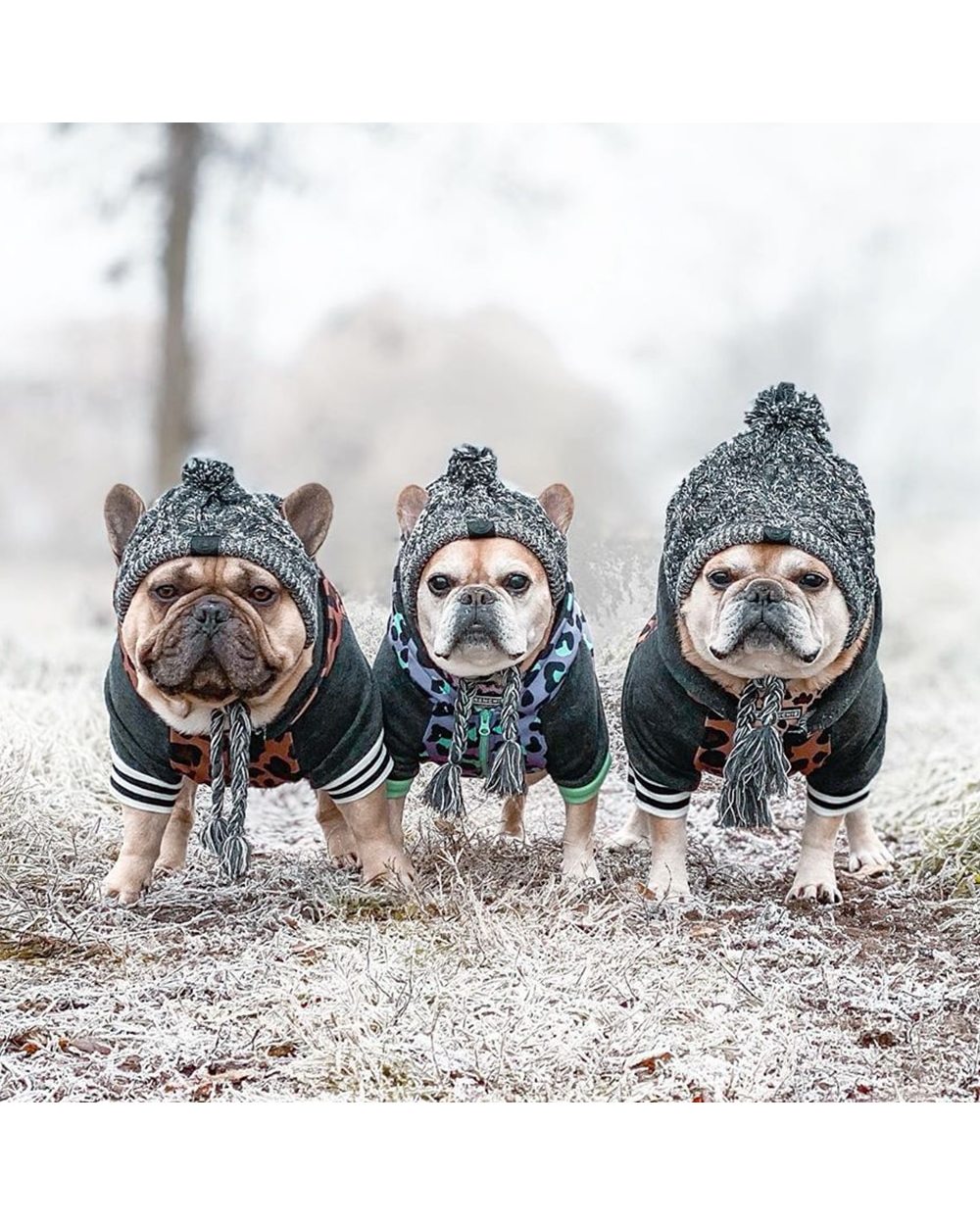Wool Knitted Dogs Hat Bulldog Puppy Cat front-3