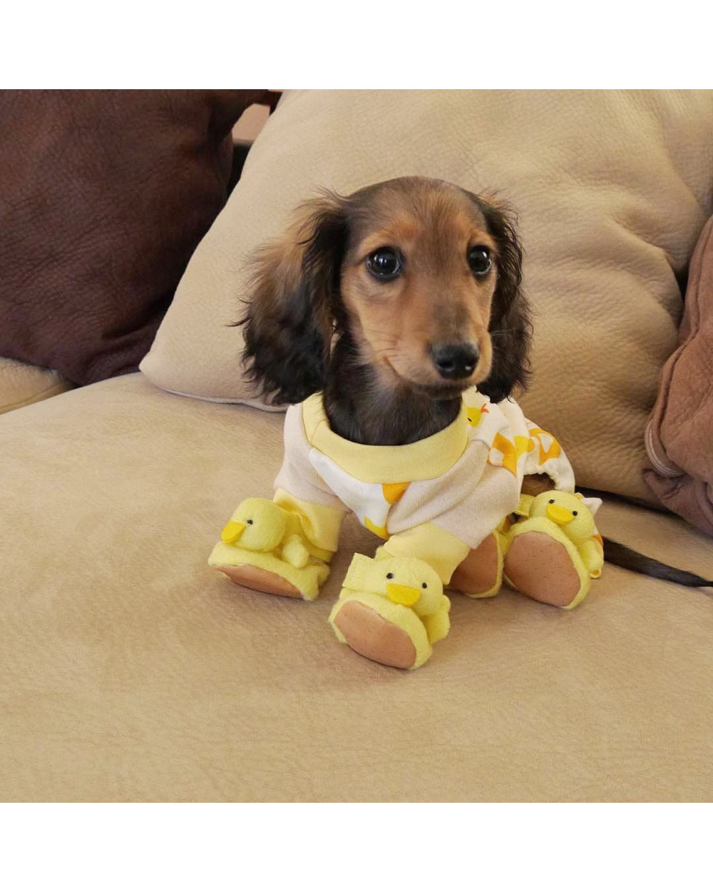 Doxie Dog Pajama front-3
