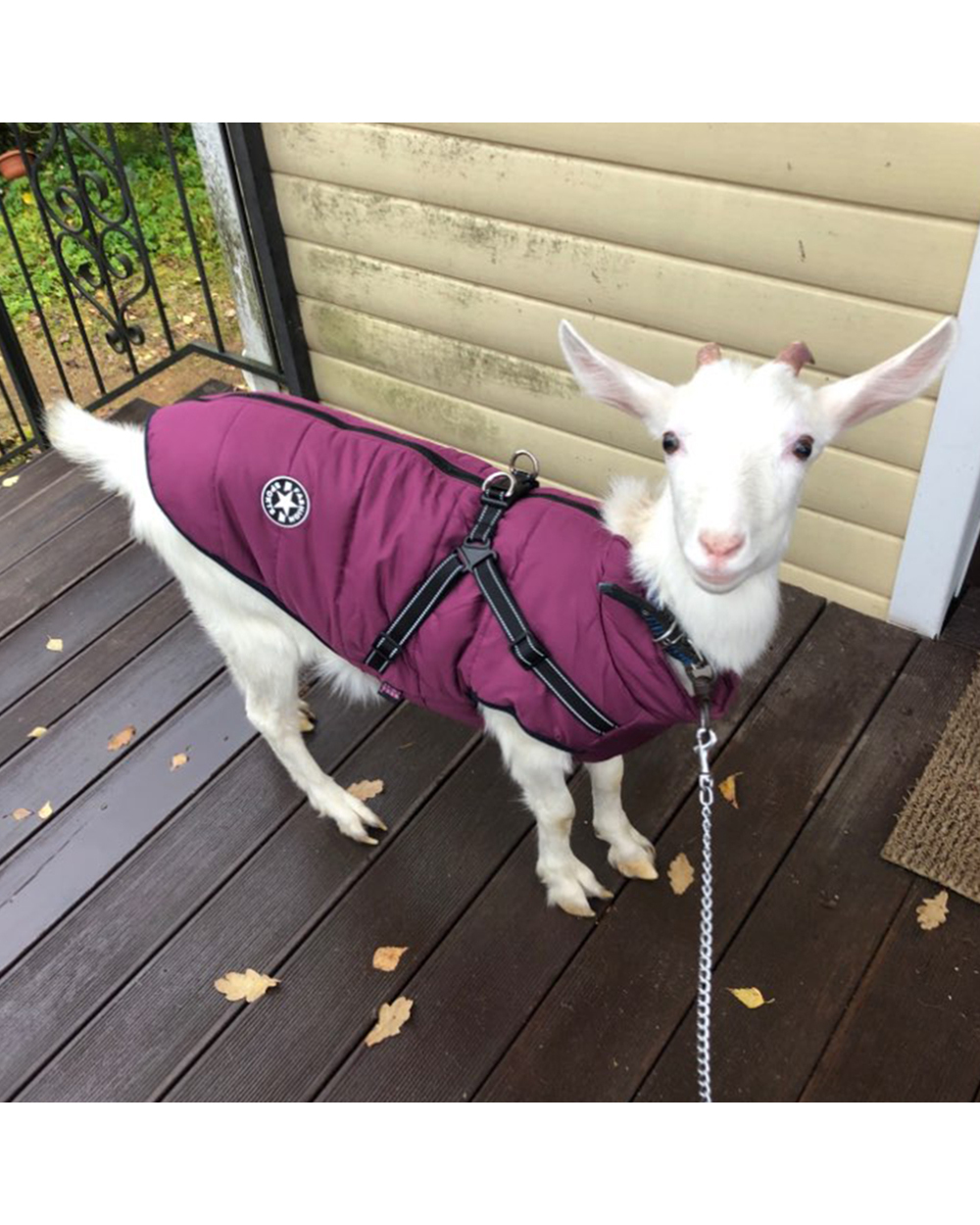 Pet Dog Jacket With Harness Winter Warm Dog Clothes For Labrador Waterproof Big Dog Coat Chihuahua French Bulldog front-4