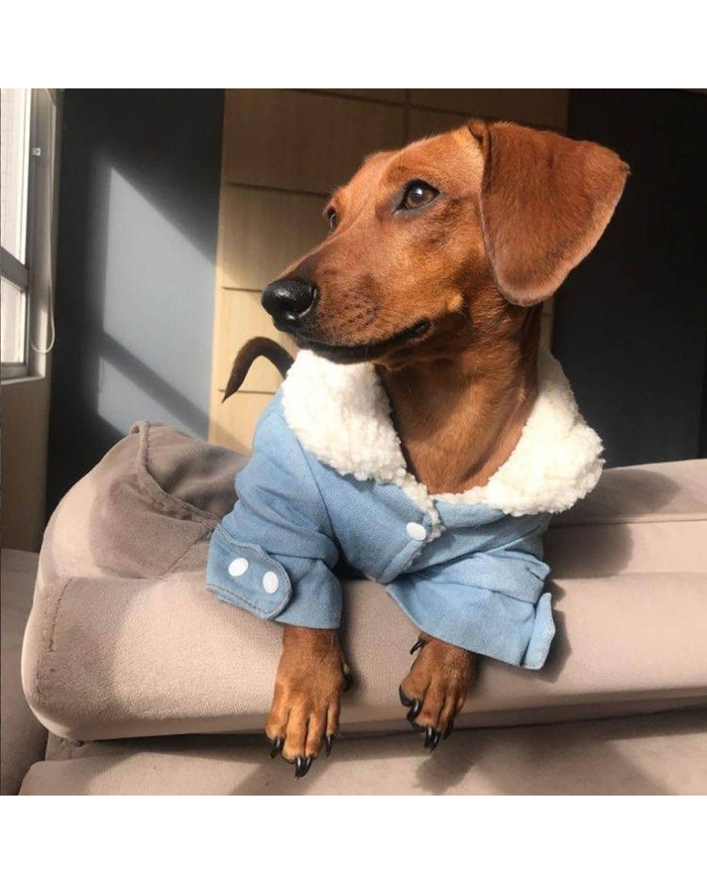 Luxury Winter Denim Dog Jacket front-0