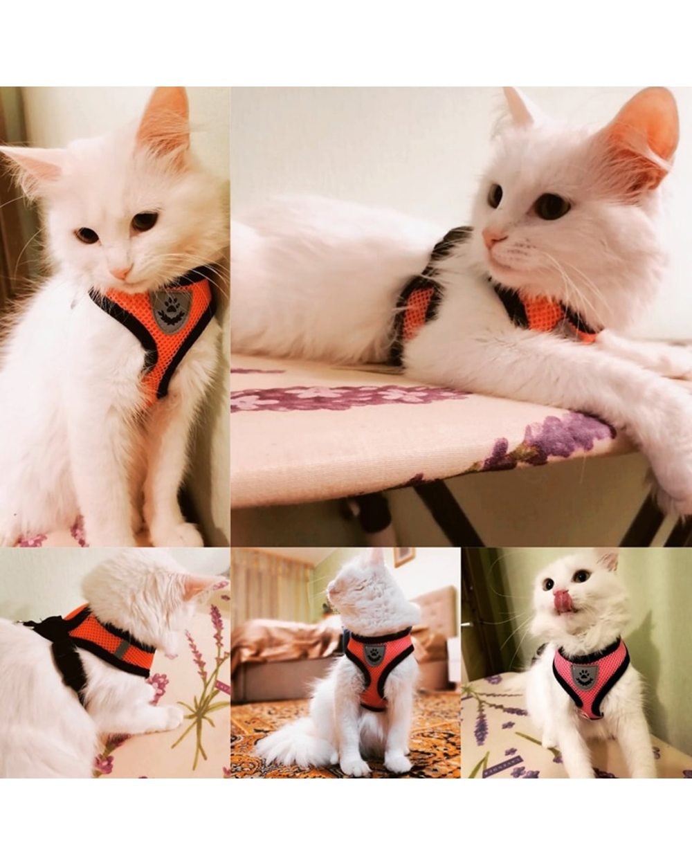 Cat Dog Harness Adjustable front-1