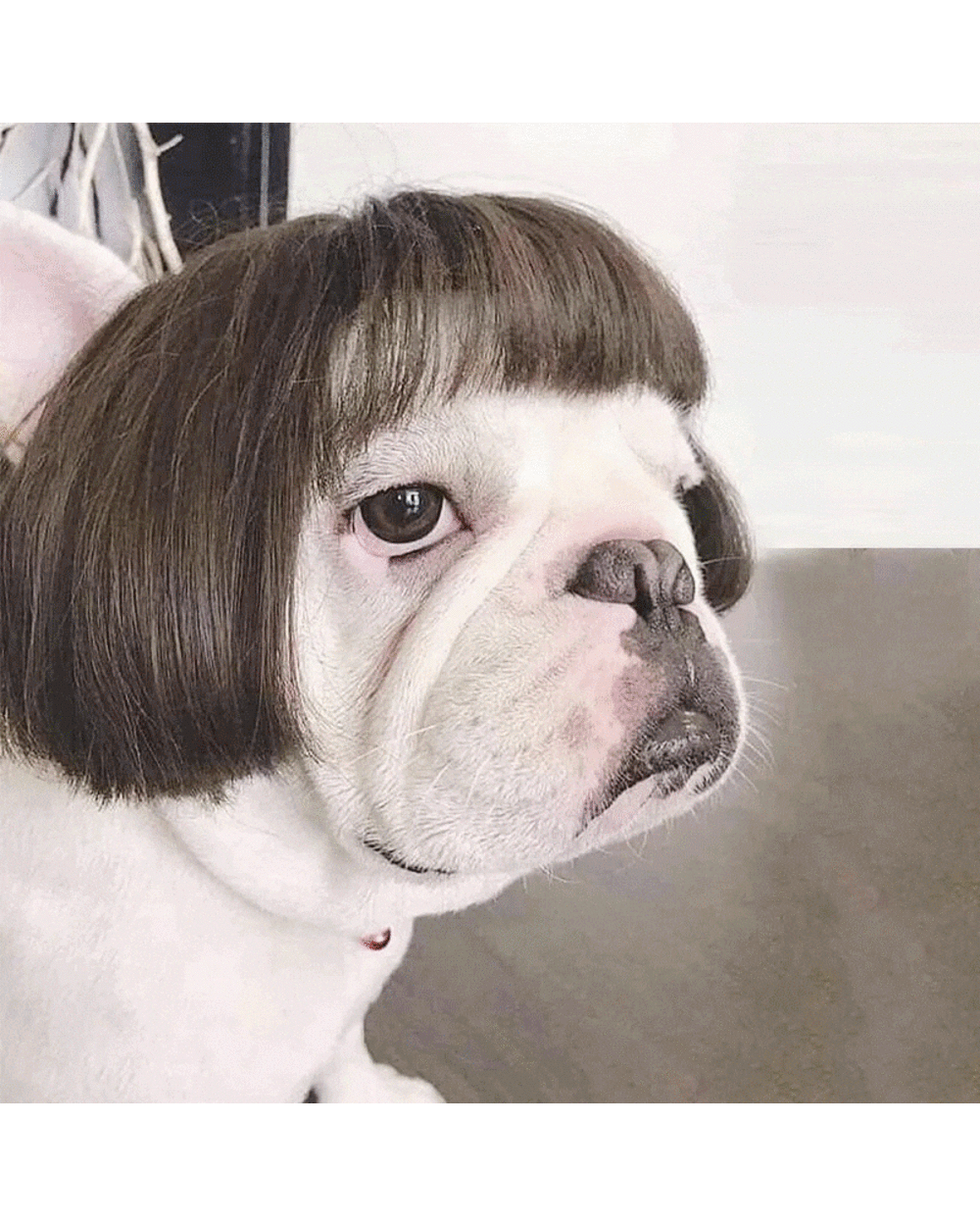 4 Style Fashion Wig Hairstyle Pet Wigs Cat Dog Cospaly Props Wigs Tiara Hairpiece Grooming Makeover Clothing Pet Supplie front-0
