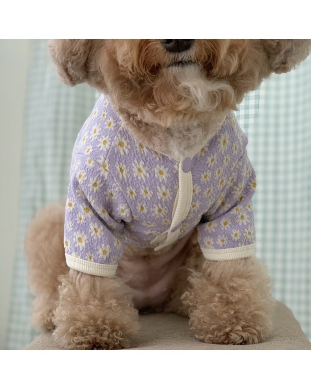 Autumn and winter new small daisy cardigan pet Teddy Bichon Pomeranian Schnauzer Yorkshire small dog dog clothes front-3