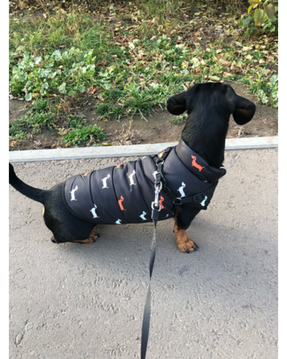 Dachshund Dog Jacket front-4