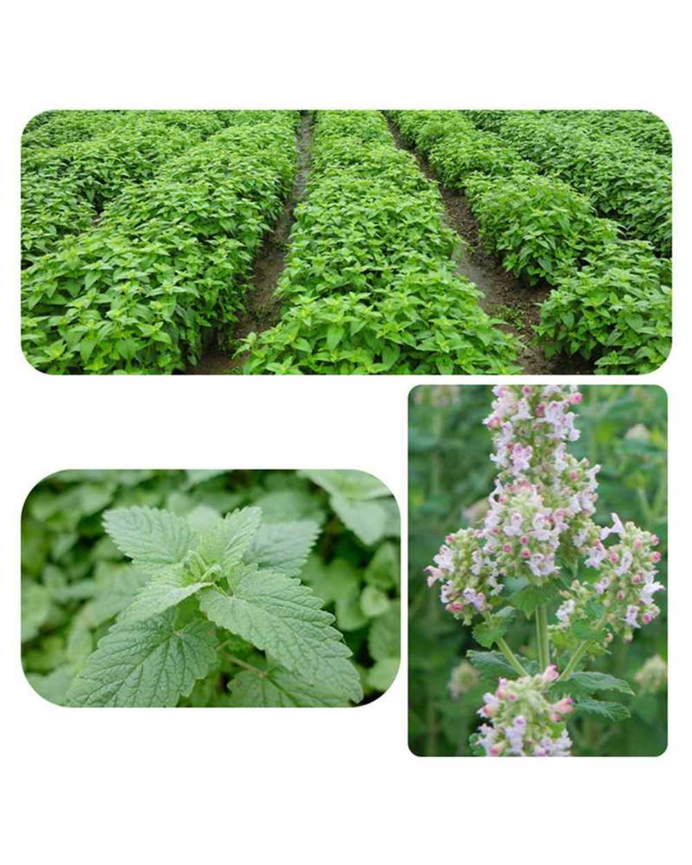 10G/20G/30G Cat Toy Catnip Organic 100% Natural Premium Catnip Cattle Grass Menthol Flavor Funny Cat Mint Toys Cat Tree front-2
