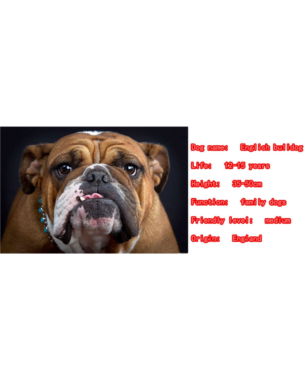 Cute Bulldog Necklace Dog Animal Pendant Gold Silver Plated Jewelry front-5