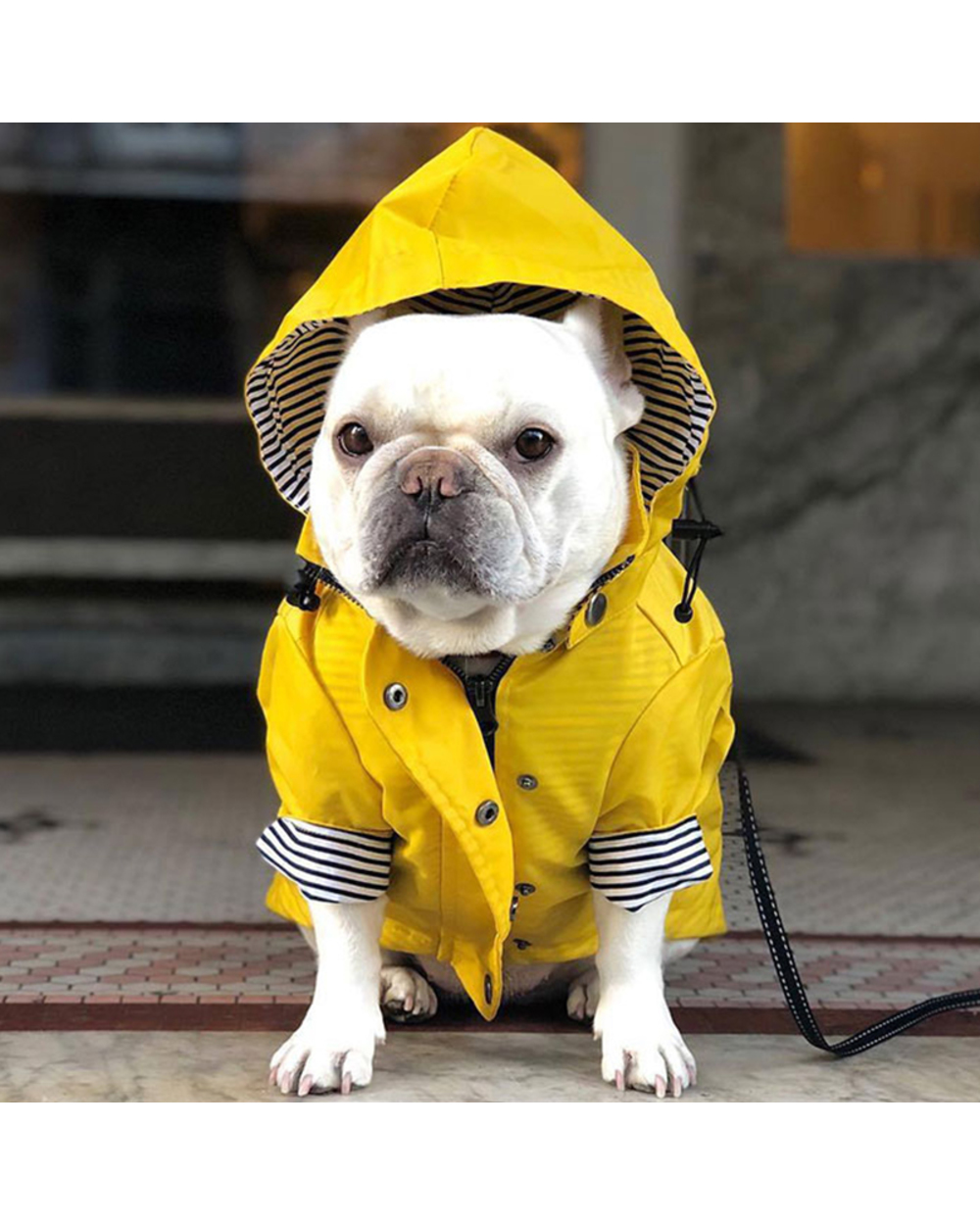 Bulldog Raincoat Pet Dog Waterproof Coat Schnauzer Welsh Corgi Clothes Samoyed front-0